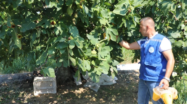 Muğla’da Üreticinin Emeği Koruma Altında! Tuzaklar Sahaya İndi