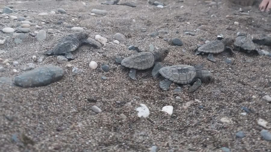 Yeşil Deniz Kaplumbağalarının Koruma Statüsü Yükseltildi