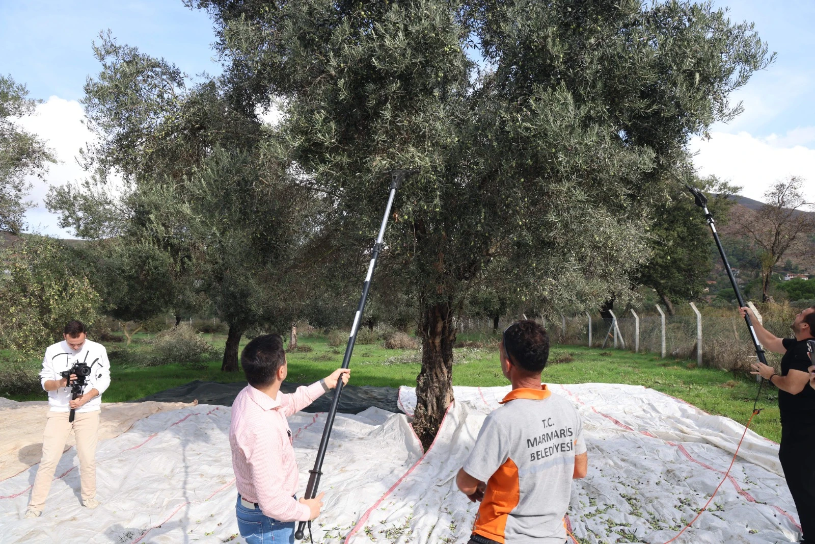 Marmaris Belediyesinden zeytin hasadı