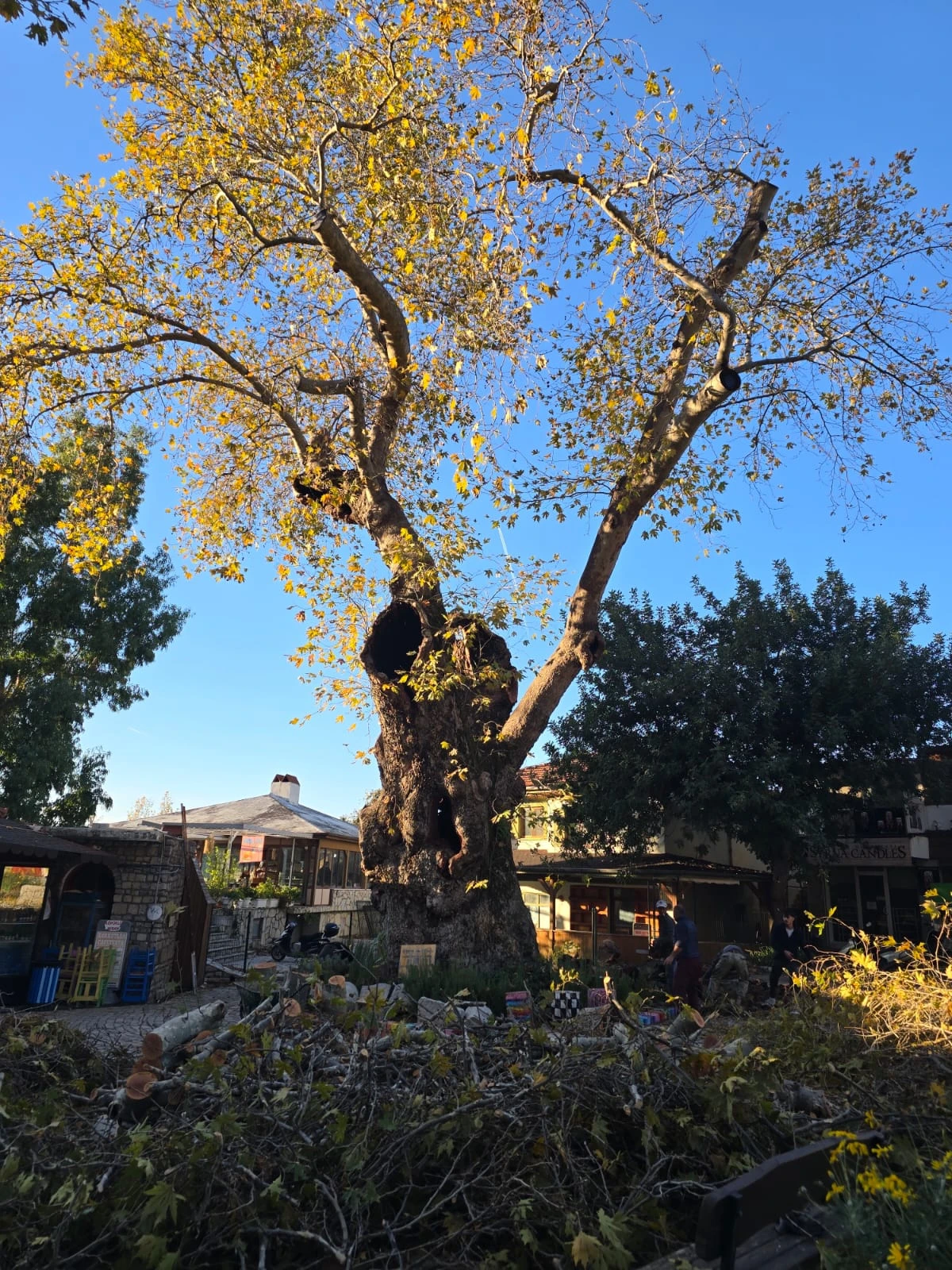 Bayır’ın 2 Bin Yıllık Anıt Çınarı Zamana Yenik Düştü