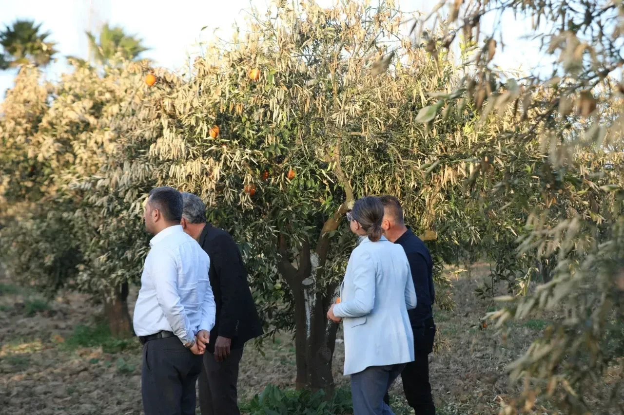 Muğla Büyükşehir Belediyesi, Narenciye Üreticilerine Zirai Don Eğitimi ve İlaç Desteği Sağladı