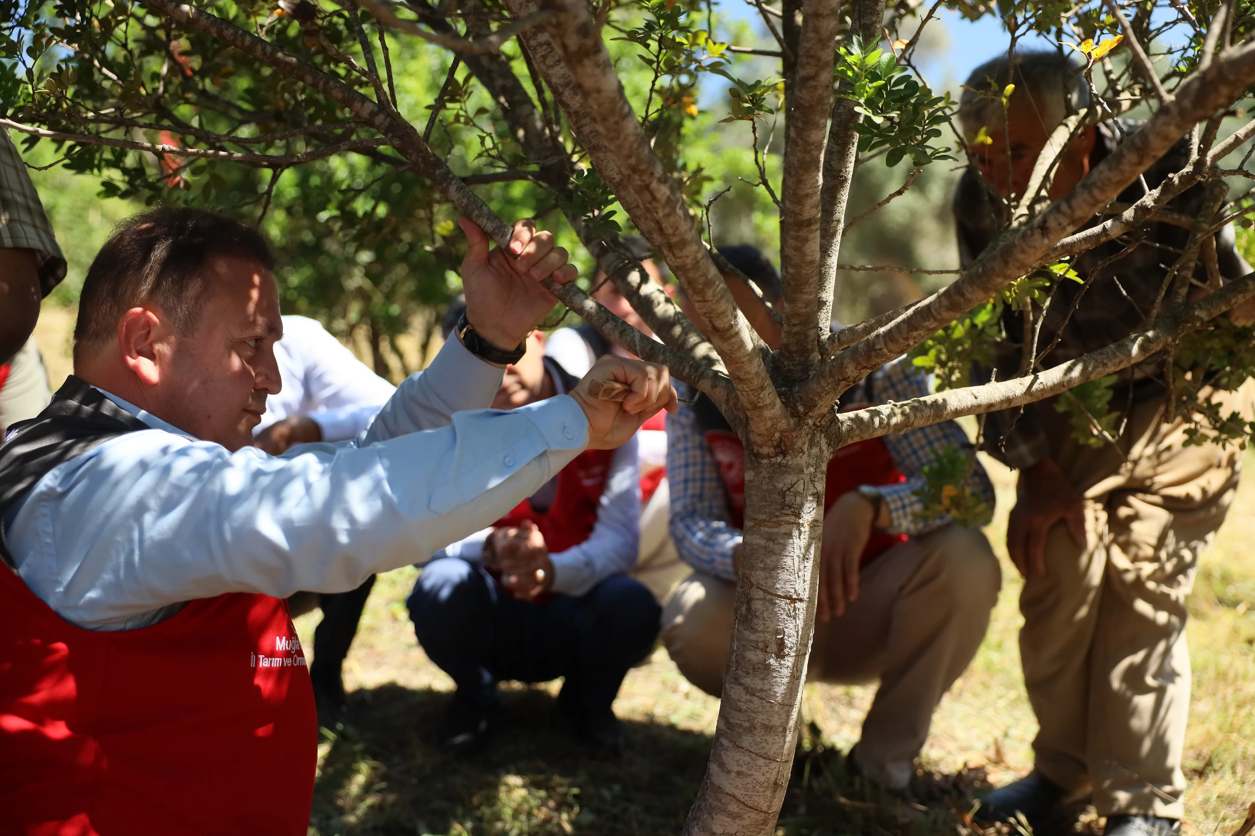 10 Yıllık Projede Hasat Zamanı! Ula’da İlk Sakız Hasadı Başladı