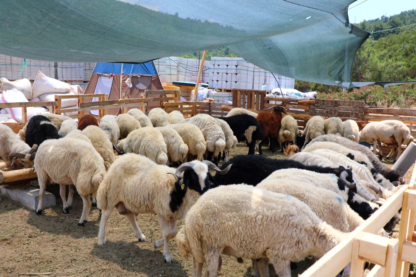 Bodrum'da Kurban Kesim Noktaları Belli Oldu