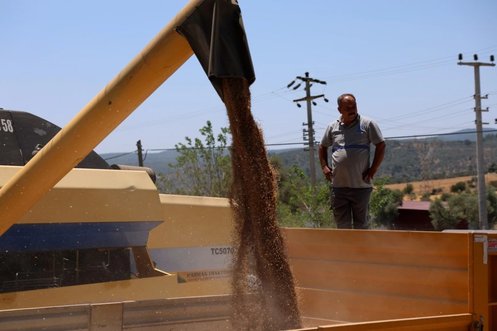 Belediyeden Yerli Tohuma Destek: 3,5 Ton Karakılçık Buğday Hasadı