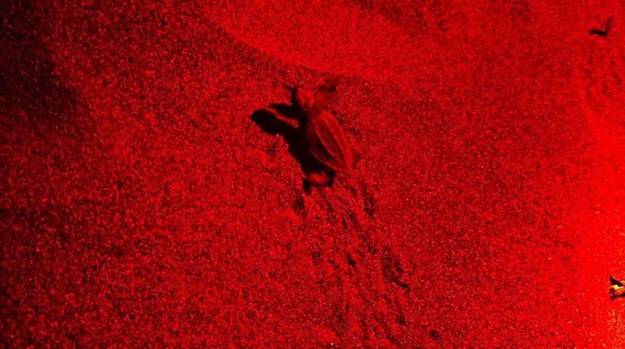 İztuzu’nda Gece Yarısı Heyecanı: İlk Caretta Yavruları Denizle Buluştu