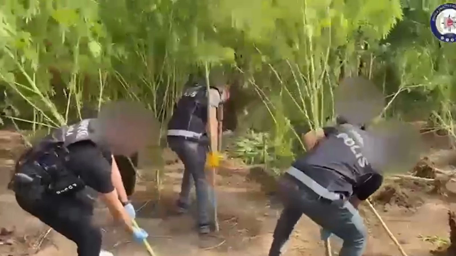 Karabörtlen’de Bahçe Değil Kenevir Tarlası! 3 Şüpheli Tutuklandı