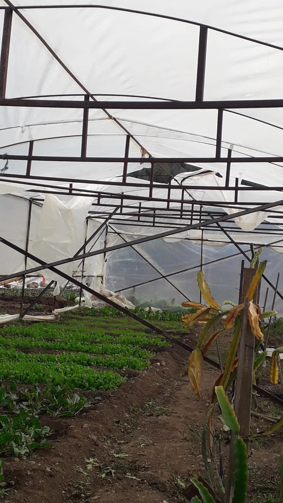 Marmaris’te Seralar Fırtınaya Dayanamadı: Hasar Büyük