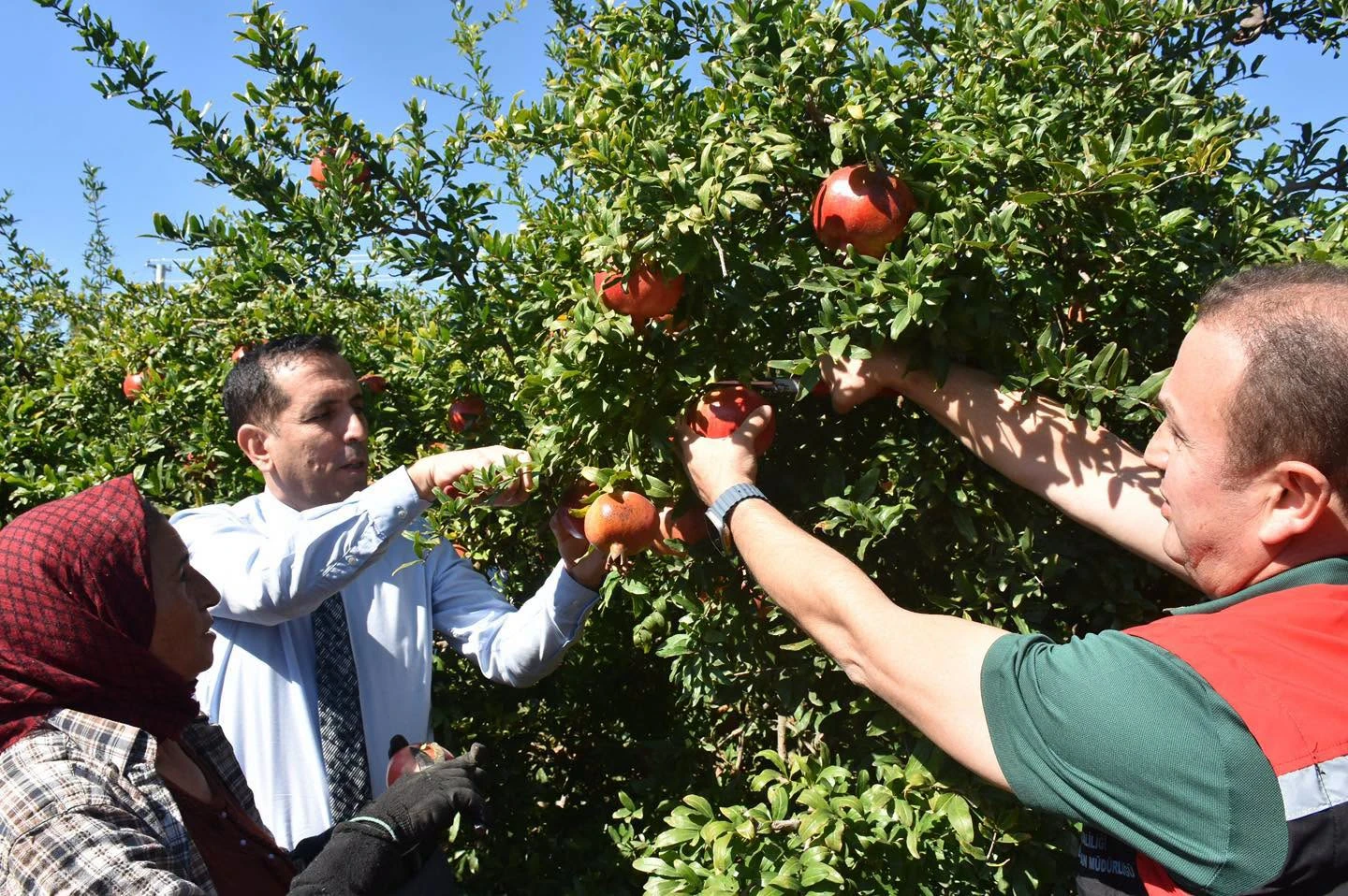Ortaca’da Bereket Zamanı! Nar Hasadı Başladı