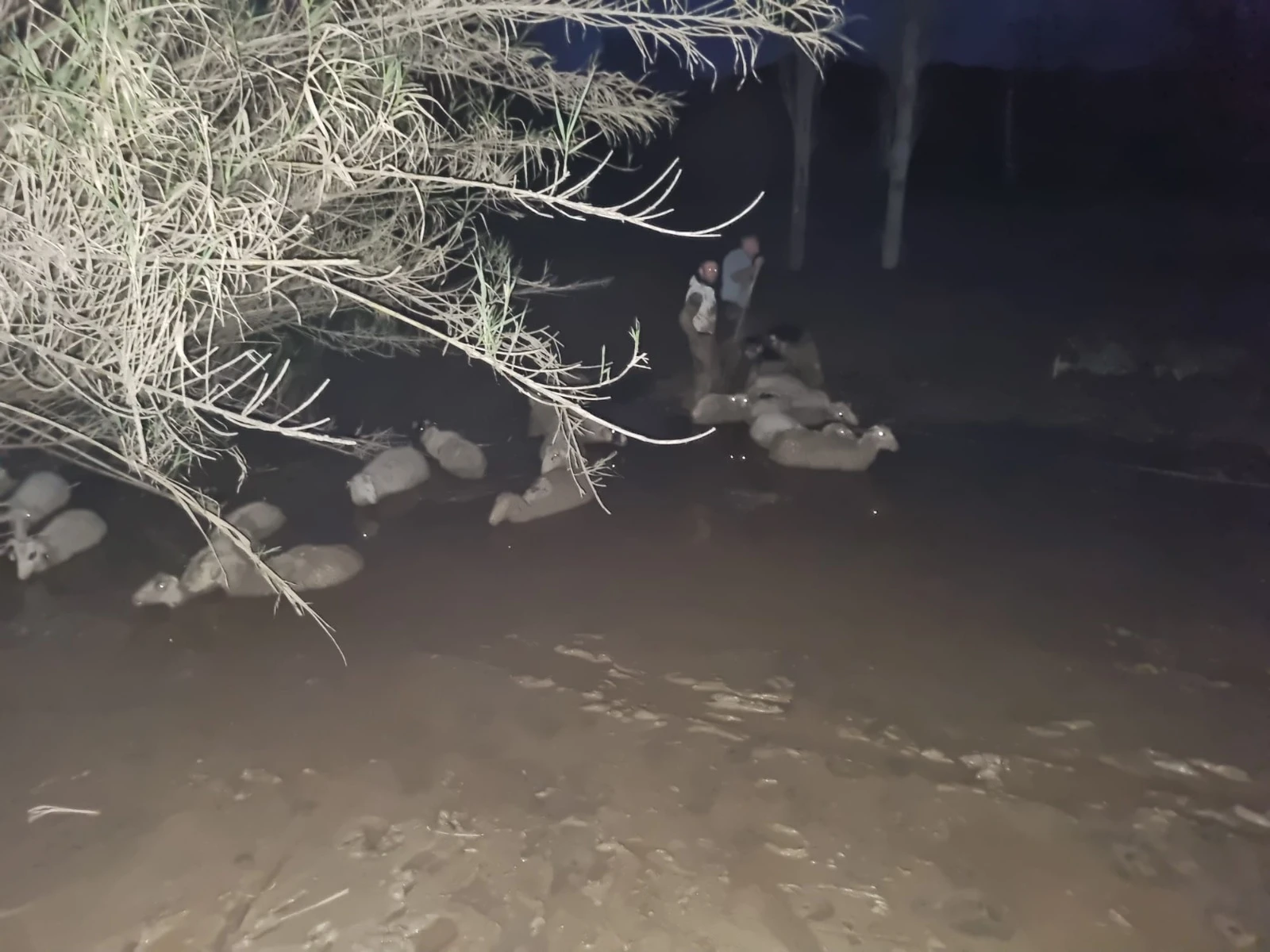 Gören İnanamadı! Milas’ta Koyunlar Çamur Denizi İçinde Mahsur Kaldı