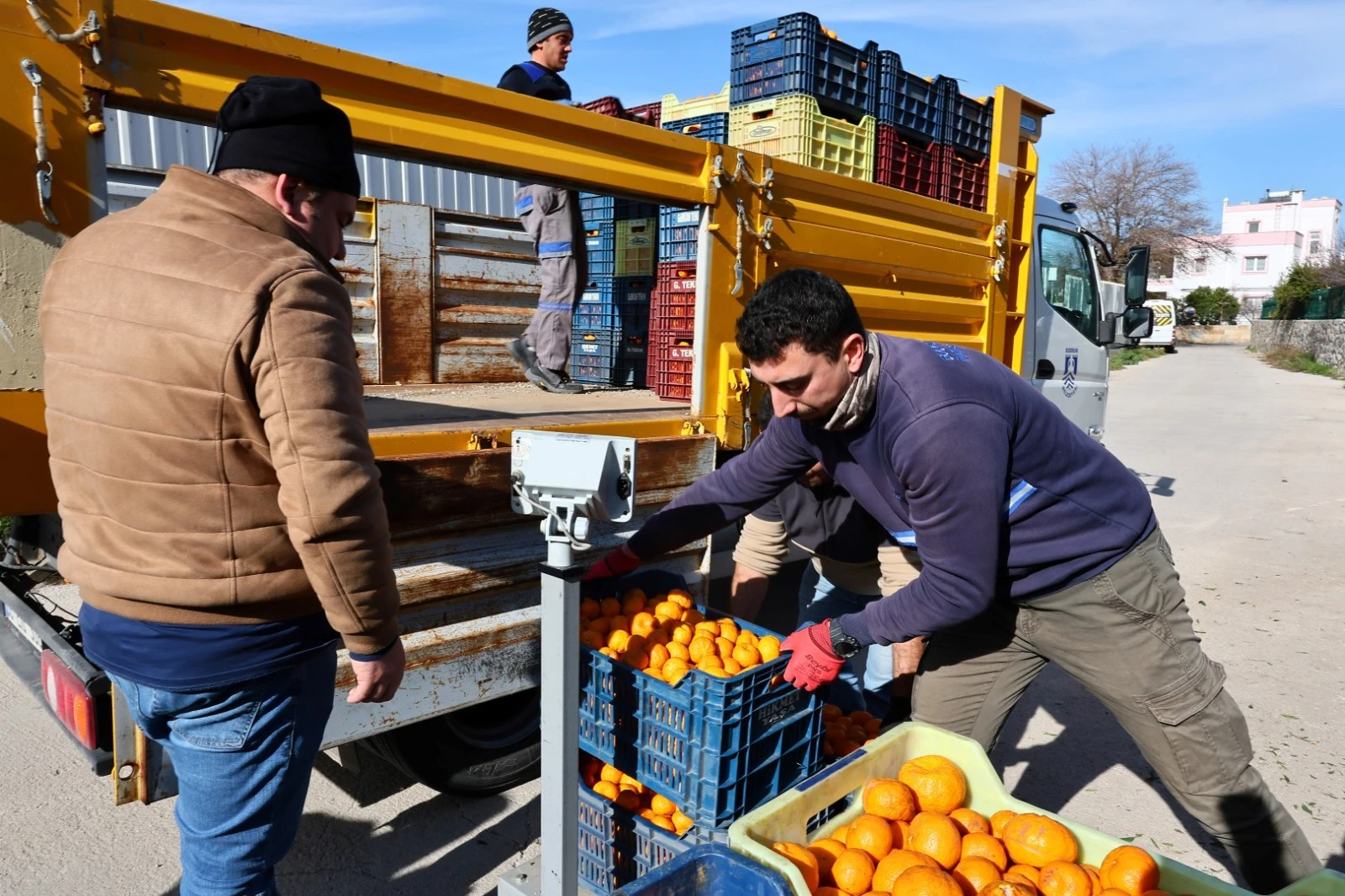 Bodrum Mandalini Dünyaya Açılıyor: Üreticiye 5 Milyon TL Destek