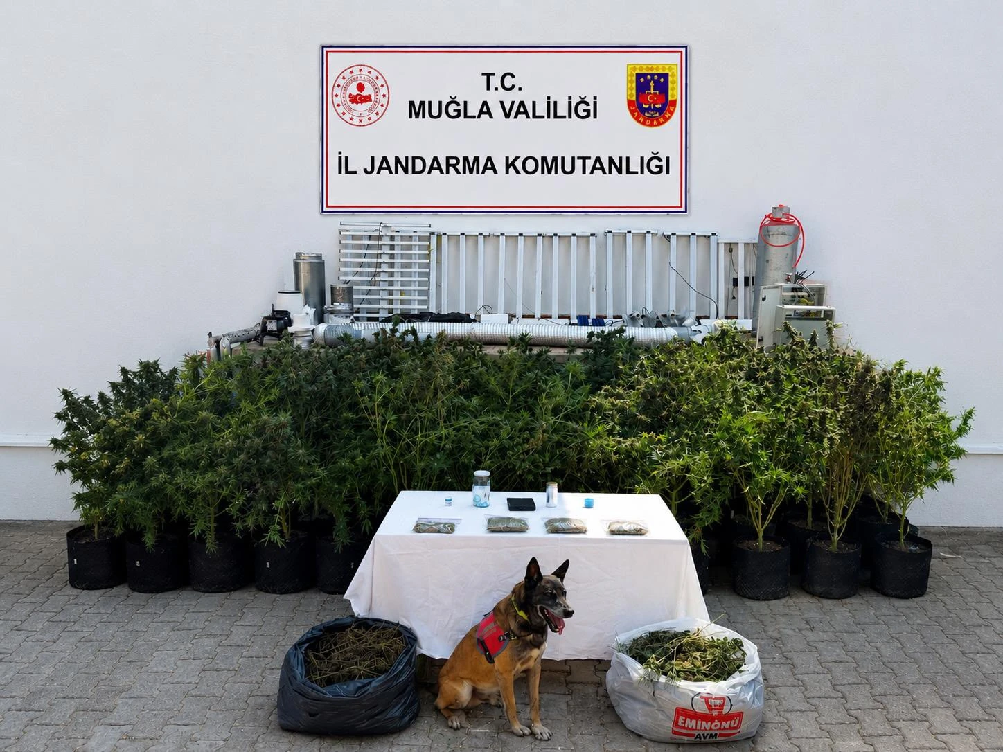 Bodrum’da Uyuşturucu Baskını: 10 Kilo Skunk ve 56 Kök Kenevir