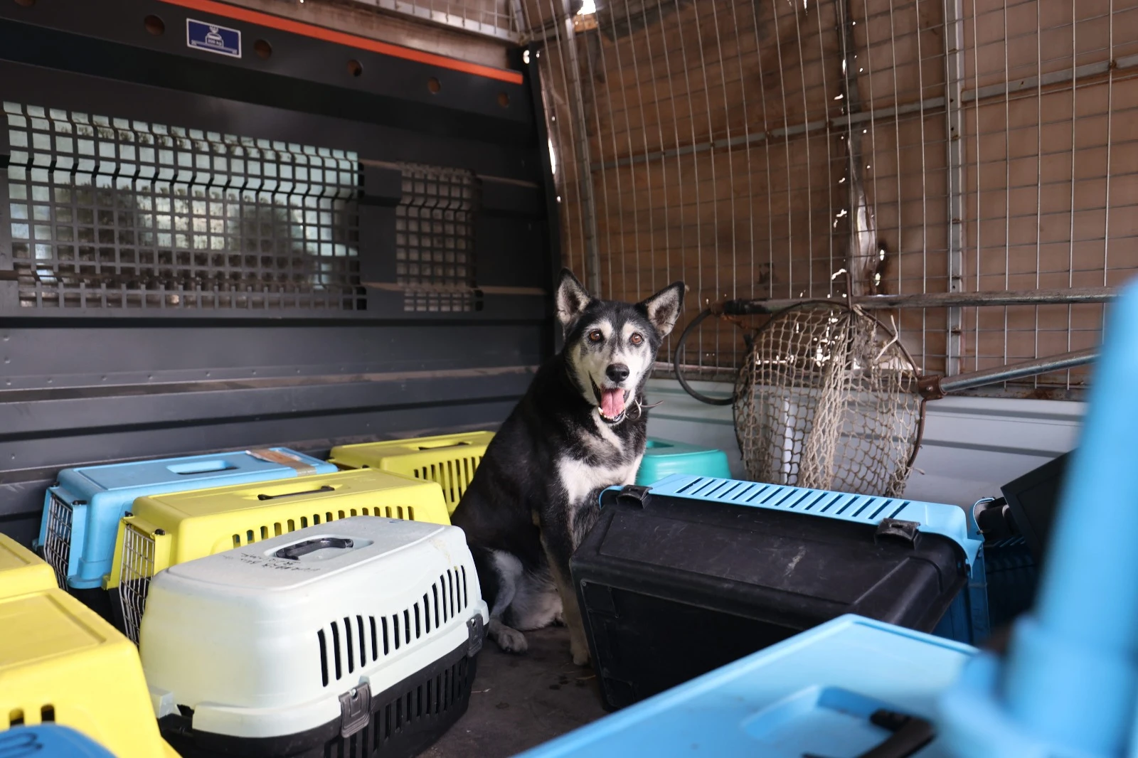 Marmaris’te Çöp Evden Bir Kamyon Atık Çıktı! İçeriden 14 Kedi ve 1 Köpek de Çıktı