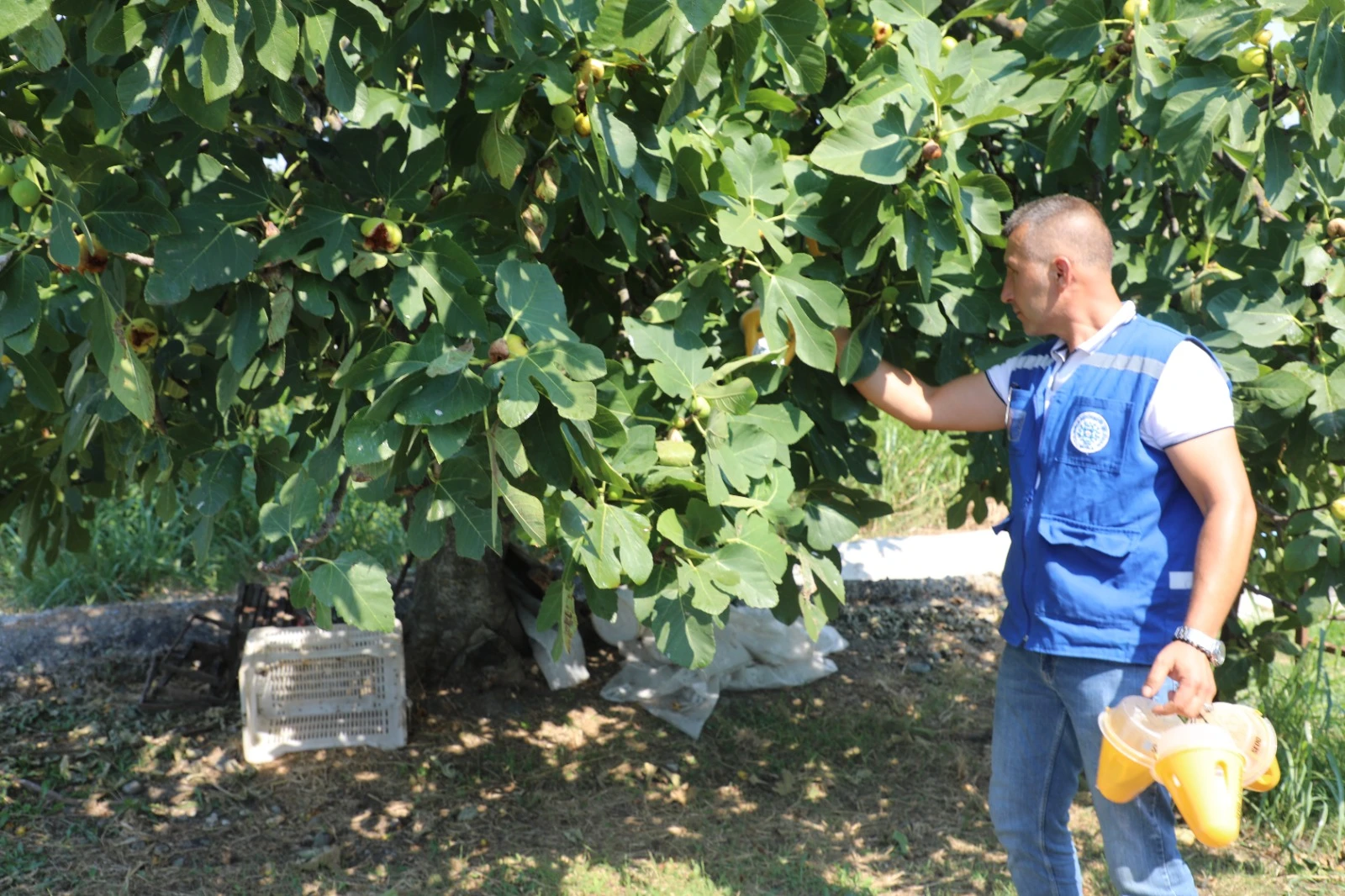 Muğla’da Üreticinin Emeği Koruma Altında! Tuzaklar Sahaya İndi