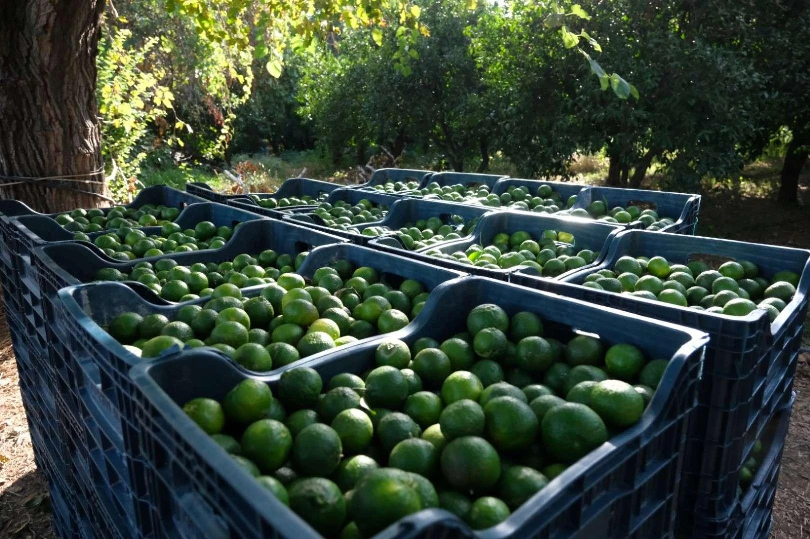 Yeşil Bodrum Mandalini İçin Üreticiye Destek, Ürüne Yeni Pazar